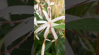 crinum asiaticum flowers gardenhoneybeebeauty of nature happy to see them [upl. by Bow]