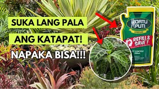 EFFECTIVE AT MURANG PAMPALAGO AT PESTICIDE PARA SA MGA HALAMAN [upl. by Hcurab398]