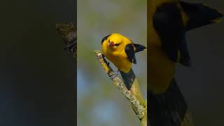 Eurasian golden oriole Oriolus oriolus [upl. by Rasmussen902]