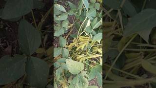 Rvsm 1135 soyabean vs js 2069 soyabean soyabean farming agriculturesoybeankikheti [upl. by Rafi]