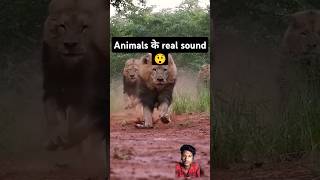 This is real animals sounds  The facts  amazing facts facts shorts [upl. by Krock315]