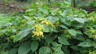 Para que Sirve el Aceite Ylang Ylang Y Sus Propiedades cananga odorata [upl. by Odlanier]