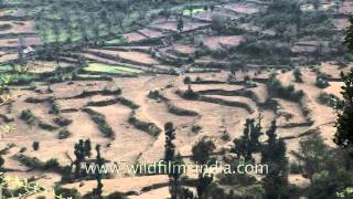 Terrace farming on the mountain slopes of Uttarakhand [upl. by Nnyladnarb610]