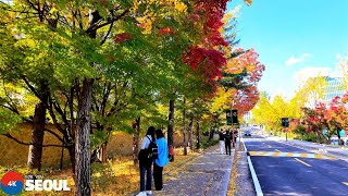 외국인도 감탄하는 성균관 단풍길 Sungkyunkwan University Autumn Leaves •4k Seoul Korea [upl. by O'Mahony]