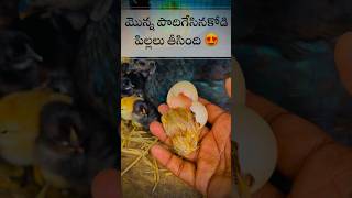 అస్సల్ ecpect చేయాలే నేను egghatching egg chickenfarming natukollu chicks villagelife vlog [upl. by Hawkins787]