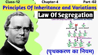 Mendels Law of Segregation Explained  Principle of inheritance and variation  Class 12 Biology [upl. by Ladew]