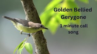 Golden Bellied Gerygone [upl. by Rabah]