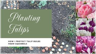 Planting TulipsHow I Protect Tulip Bulbs From Squirrels [upl. by Jilleen206]