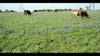 Texas BlueBonnet Wildflowers [upl. by Ros785]