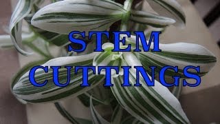 Taking Stem Cuttings  Propagating Tradescantia [upl. by Aimit]