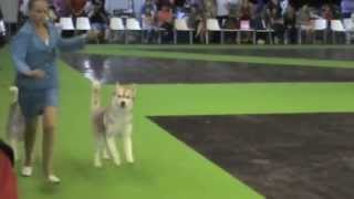 world dog show bad behavior [upl. by Philipson151]