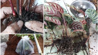 How to propagate Calathea makoyana by division [upl. by Freeland]