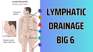 HOW TO Lymphatic Drainage  THE BIG 6 [upl. by Dearborn]