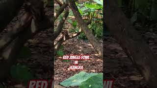 RED JUNGLE FOWL IN KANGRA shortsvideo nature kangra [upl. by Egroeg]