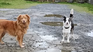 Live Meldon quarry evening dog walk [upl. by Froh5]