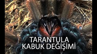 Tarantula Kabuk Değiştirme  Dişler Şekil [upl. by Edyth]