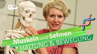 Muskeln amp Sehnen  Haltung und Bewegung  einfach erklärt  alpha Lernen erklärt Biologie [upl. by Tyson179]