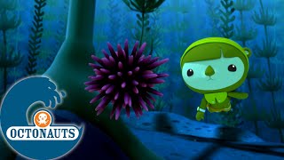 Octonauts  Linvasion des oursins et la méduse immortelle  Dessins animés pour enfants [upl. by Crist]