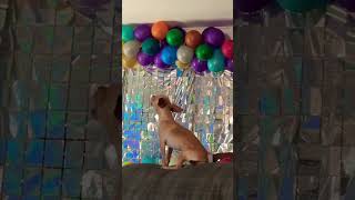 Chihuahua howling like a wolf viral animals homemade howling chihuahua dog [upl. by Carmella]