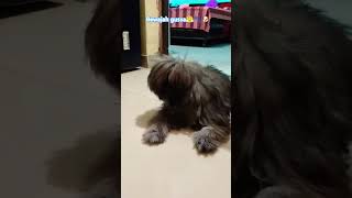 Lhasa apso barking sound effect🐾💞🎶 doglover cute lhasaapso shihtzu puppy [upl. by Aratal]