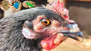 Fungus in Poultry  How to Recognize and Treatment Fungus in Chickens  Dr ARSHAD [upl. by Volpe693]