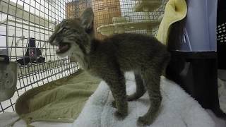 Bobcat Kitten Calls [upl. by Cirded]