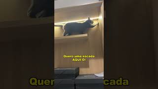 Agora preciso de uma escada 😂gatos gatosengraçados trigatos gatocinza gatopreto gatorajado [upl. by Blumenthal974]