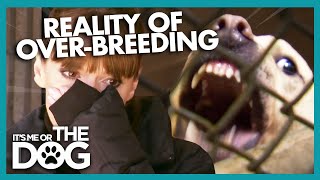 Heartbreaking Consequences of Dog Overbreeding  Its Me or The Dog [upl. by Lovering578]