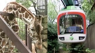 キリンやカバも登場！上野動物園モノレール Part2【レイルリポート 06】Giraffe and Hippopotamus appear Ueno Zoo Monorail [upl. by Luht]