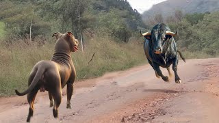 This Pitbull Dog Messed With The Wrong Bull [upl. by Ellatsirhc]