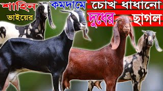 সবচেয়ে কমদামে শাহিন ভাইয়ের এই প্রথম সর্বোচ্চ মানের দুধের ছাগল  বিটোল যমুনাপারী  Goat Farming [upl. by Eibot476]