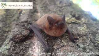 Lesser noctule bat [upl. by Mcculloch]