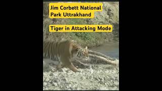 Tiger in attacking mode tiger tigervideo jimcorbett tigerattack animallover [upl. by Abbotsun917]