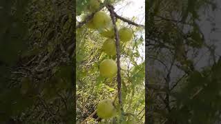 Gooseberry Gooseberrycandy gooseberry tree trees [upl. by Aziar]