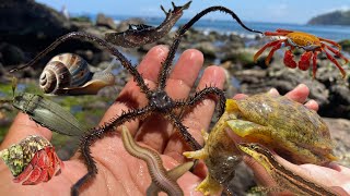 catch alien babies‼️catching insects and sea animals sea rabbits starfish snakes sea worms [upl. by Emmie758]