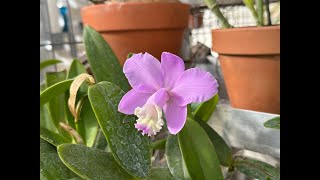 Cattleya loddigesii amp quotwalkerianaquot [upl. by Eniamerej]