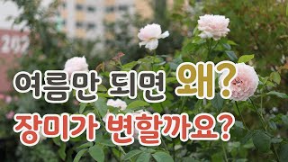 치치의가드닝클래스 장미는 왜 여름이면 꽃이 이상하게 변할까요Why do roses turn strange in summer [upl. by Hilel471]