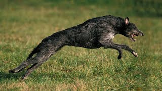 THE SCOTTISH DEERHOUND  HUGE amp DANGEROUS GUARD DOG great hound [upl. by Rahmann]