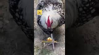 Silver Laced Orpington Rooster enjoys extra protein woodsideloft woodsideloft [upl. by Aihtnis289]