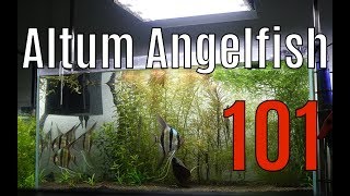 🔥 How to Keep Altum Angelfish 101 The Basics 4K [upl. by Anitahs]