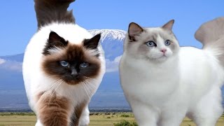 Birman vs Ragdoll Cat  Difference Explained [upl. by Rehpoitsirhc604]