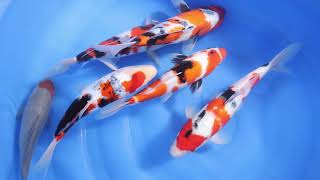 BOWL B1  Selection Of £135 Koi For Sale [upl. by Noislla38]