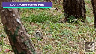 採餌するビンズイOlive backed Pipit looking for food [upl. by Ahsienet]