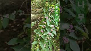 좀작살나무 좀작살나무 Dichotoma beauty berry Callicarpa dichotoma [upl. by Kwei]