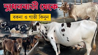 দুধেরবাড়ী এগ্রো থেকে বকনা ও গাভী এবং ষাড় কিনুন । Dudher Bari Agro [upl. by Bagger]