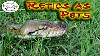 🐍How EASY Reticulated Pythons can be to keep [upl. by Obnukotalo]