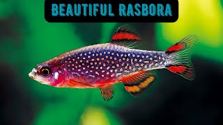 Beautiful Rasbora [upl. by Ovida]