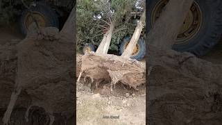 Uprooting trees اقتلاع الاشجار  Rakirina Daran [upl. by Gwenn345]