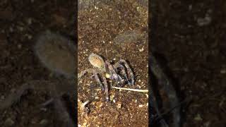 INCREDIBLE Phoneutria Fera Brazilian Wandering Spider Hunting a cricket [upl. by Eenattirb]