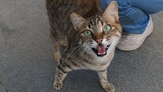 Excited cat meowing very loudly [upl. by Davena54]